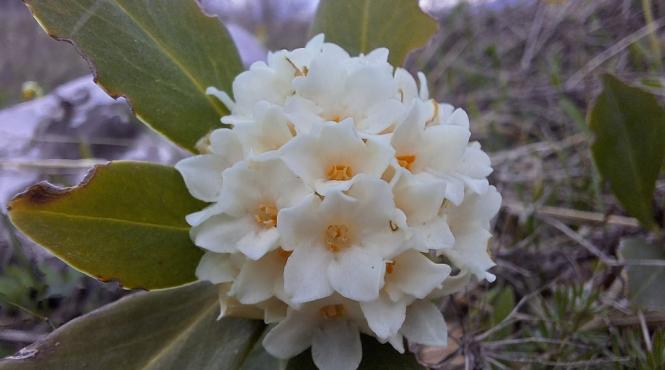 iedera alba minune natura floare rara munti gorj amenzi usturatoare rupta