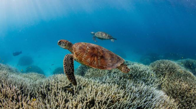 dezastru recife corali incalzire globala alge expulzate