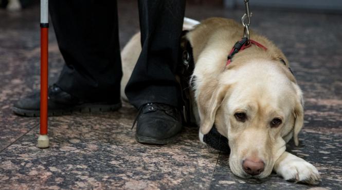 parlament caini persoane nevazatoare