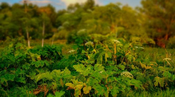 planta otravitoare gradina