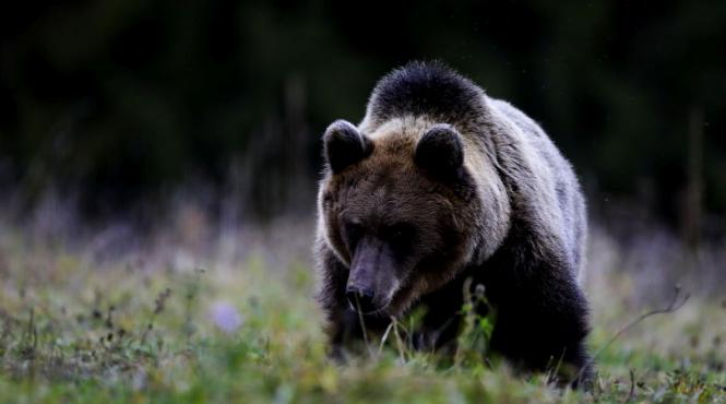 urs alungat jandarmi intrarea bistrita