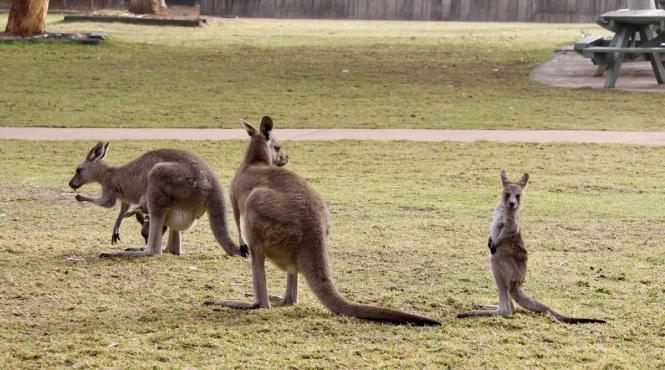 animale mai evoluate decat oamenii