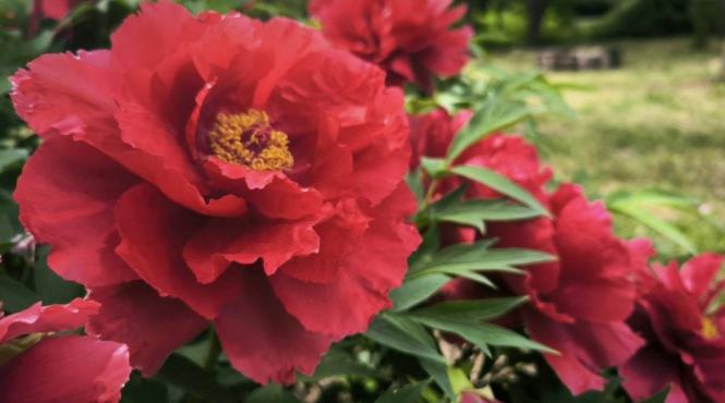 bujorul romanesc floarea nationala romaniei