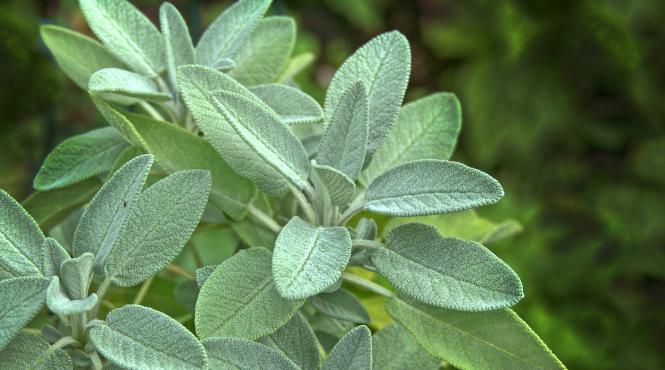 beneficii menta sanatate