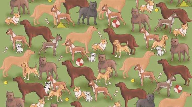 test iq gaseste pisica imagine 7 secunde