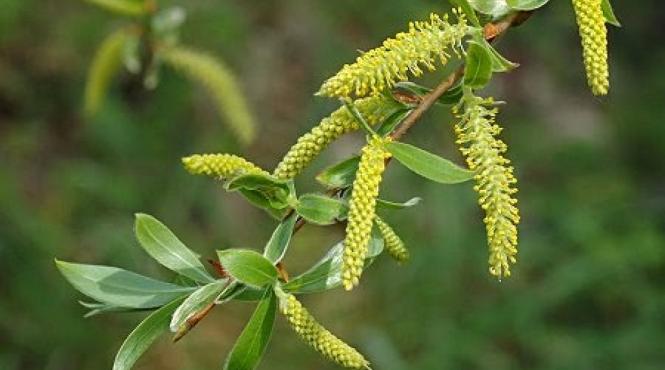 duminica floriilor superstitii sfintire ramuri salcie maica domnului