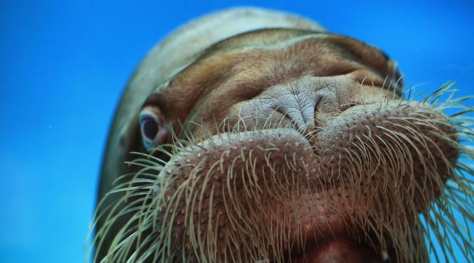 turist amendat deranjat morsa norvegia lege