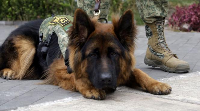 top 10 cele mai bune rase de caini de paza