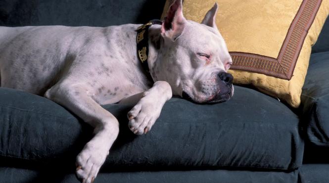 de ce sforaie cainele