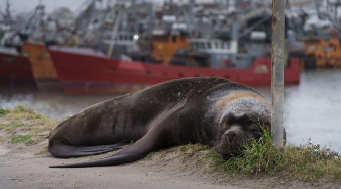 alerta gripa aviara muncitori ferme monitorizati