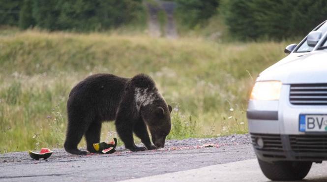 sfaturi practice pentru intalnirea cu ursul in padure sau pe strada