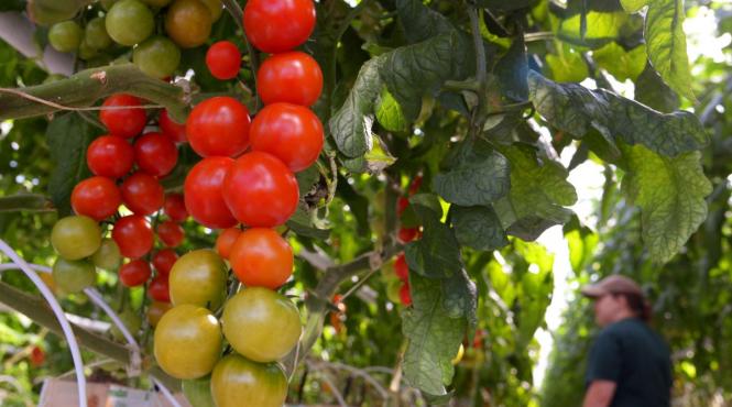 consiliul europei politica agricola demers protest