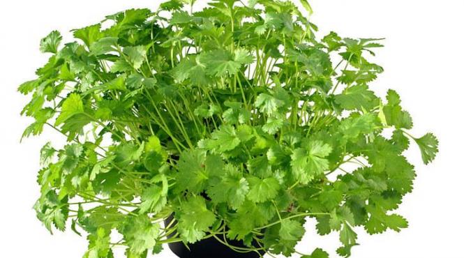 frunze verzi comestibile lupta astenie primavara plante medicinale