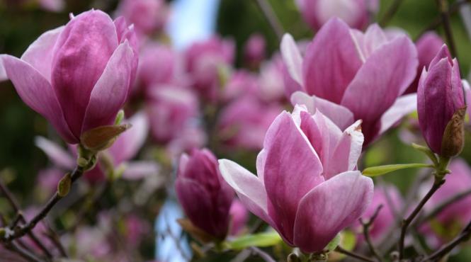 prognoza temperatura vara