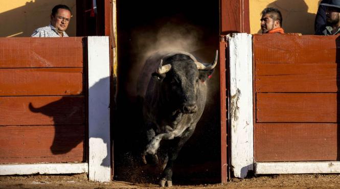 coride columbia interzice lupte tauri 2027