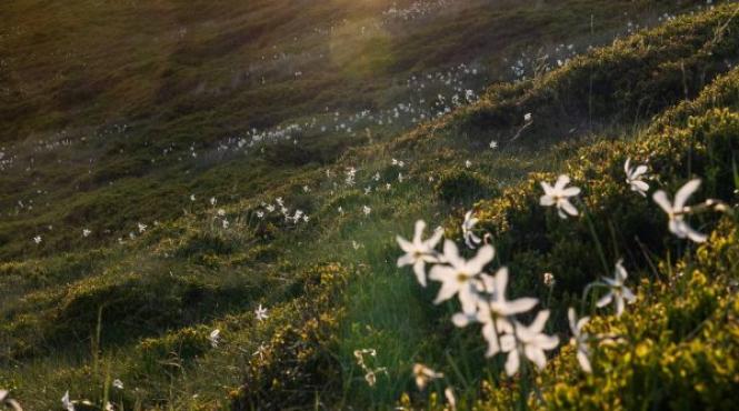 narcise salbatice pasul valcan judetul hunedoara