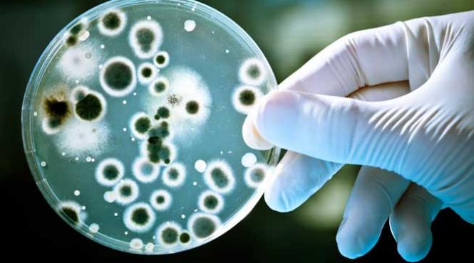 stiinta cancer san bacterii