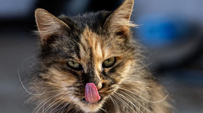 top 3 rase inteligente pisici usor dresat familii copii