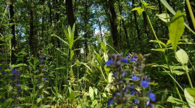 teleorman nume porecla osmani