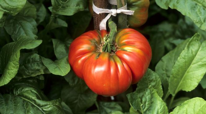 boala grava afecteaza rosiile