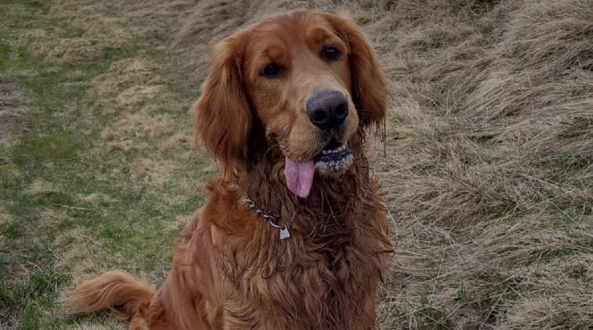 afectiune canina reactie cainii pupat