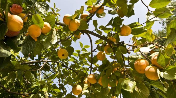 fructul ajuta slabit meniuri zilnice