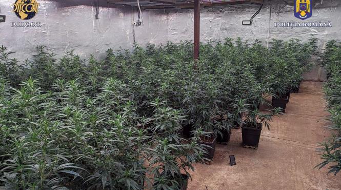 idei agricultura traficanti droguri