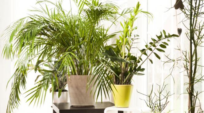 7 plante sanatate mintala stres anxietate depresie