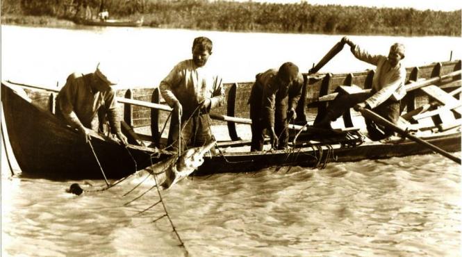 ciufut cuvant termen popular