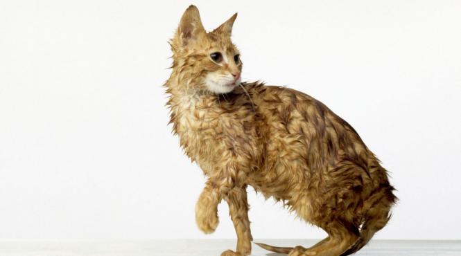 naparlire pisica doua perioade factori motive