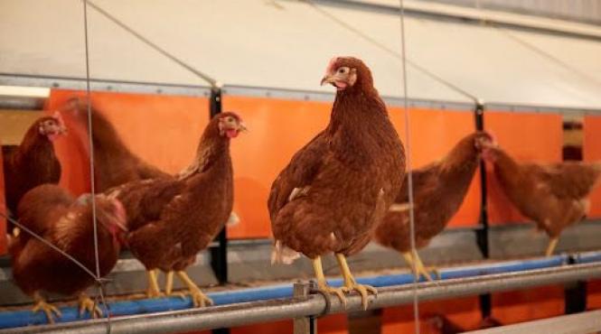 virus gripa aviara experti pandemie