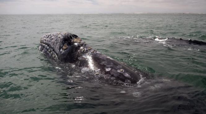 numar balene cenusii pacific redus dramatic ultimele doua decenii