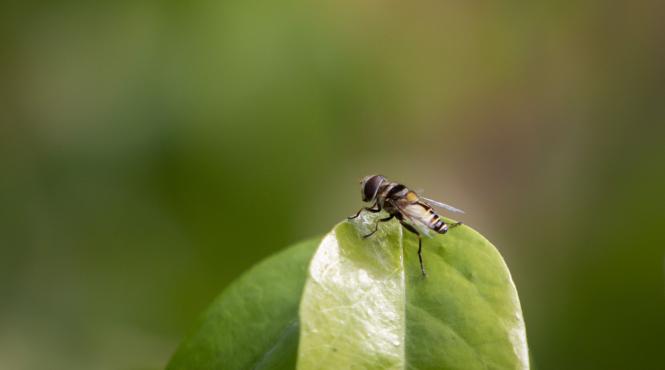 7 plante resping mustele gradina