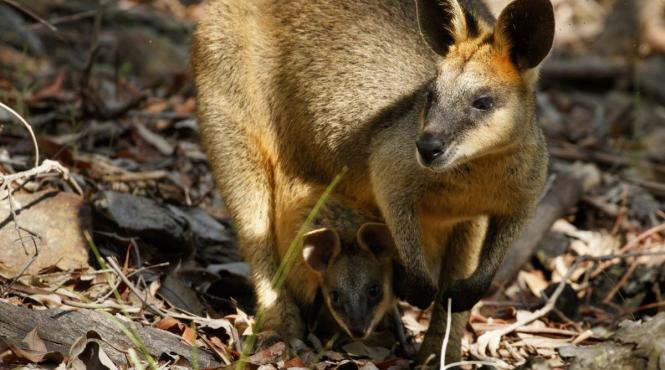 singura vietuitoare insarcinata mereu