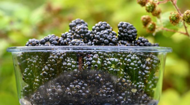 mure superaliment planta medicinala straveche reduc riduri