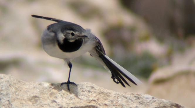 vrabiute poluare europa incalzire globala