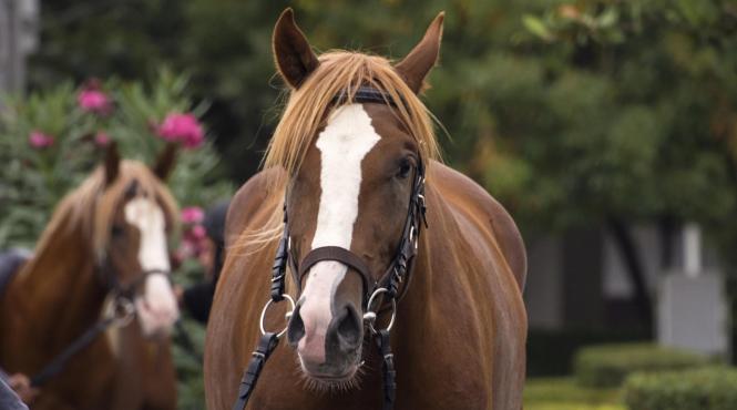 origine expresie pastele cailor limba romana