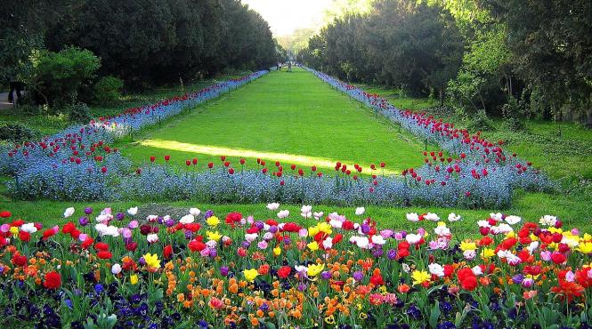 dictionar termeni cismea cismigiu