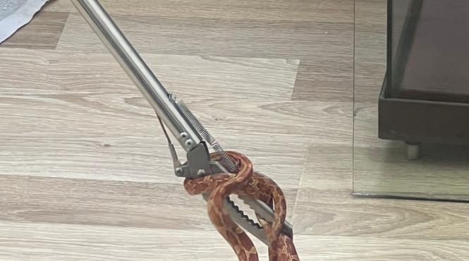 sarpe arhivele nationale