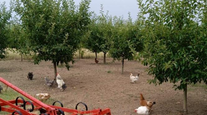 fundatia carmistin donatie 10 000 gaini ouatoare bio