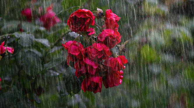 daniel marriere primarul coulonces decret antiploaie