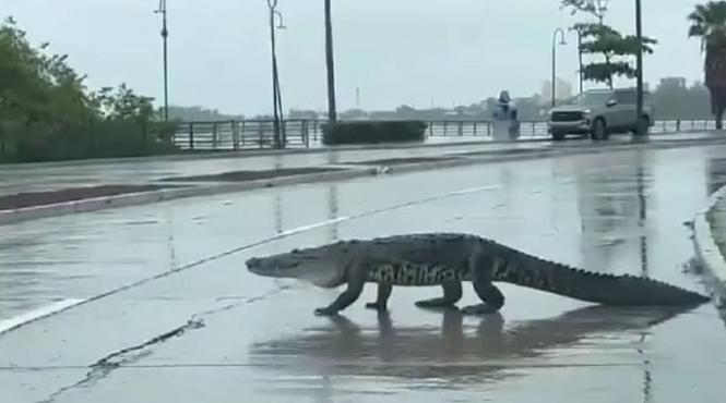 fenomen sute crocodili enormi navalit orase ploi uragan beryl mexic