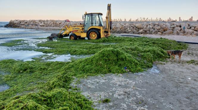 apele romane vina canicula alge litoral
