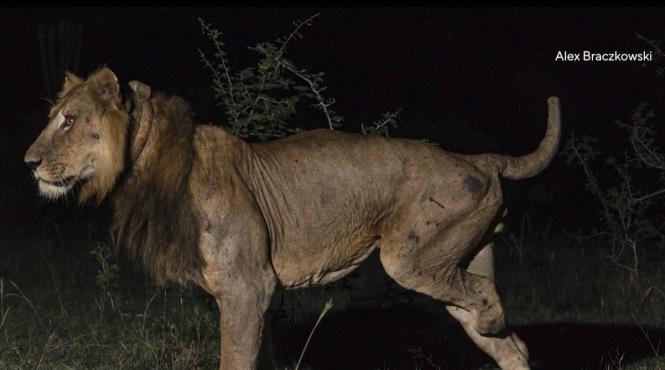 leu jacob trei picioare traversat canal plin crocodili hipopotami partenera