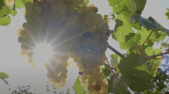 legenda coline prosecco italia unesco origini stravechi struguri manual trei secole