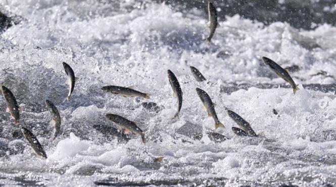 pericol farfurie organisme pesti invadate microplastice