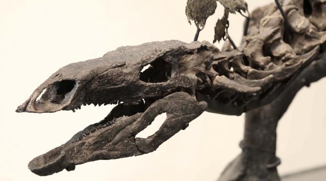 fosila dinozaur bine conservata 200 milioane ani descoperita brazilia