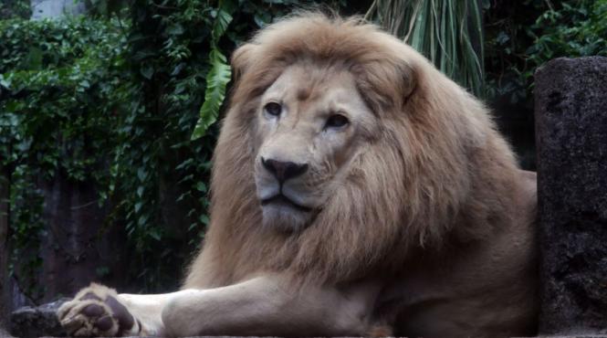 secrete zodia leu 2024 calitati defecte compatibilitate dragoste