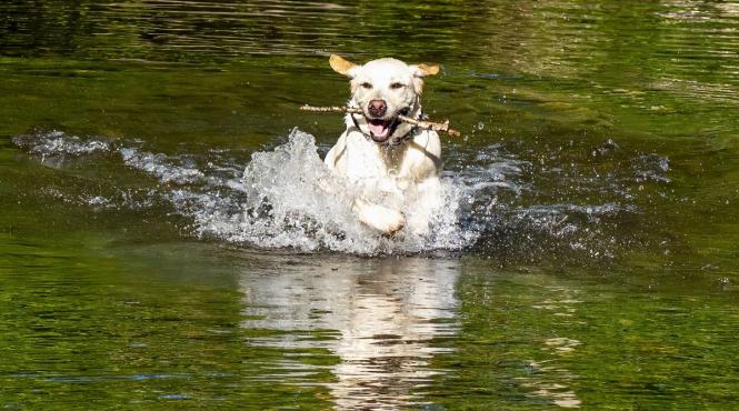 10 rase caini cei mai buni inotatori