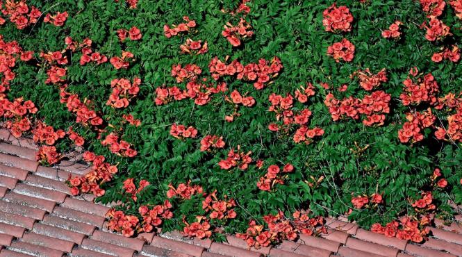 luleaua turcului povestea fascinanta planta spectaculoasa plantare ingrijire